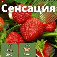 Клубника Сенсация (5 штук саженцев )