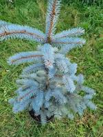 Ель колючая Шовенхорст (Picea pungens Schovenhorst) h 60