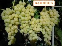 Виноград Ванюша (Ранний/Белый)