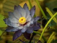 Фотообои Крупный синий цветок 275x367 (ВхШ), бесшовные, флизелиновые, MasterFresok арт 4-038
