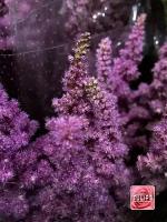 Букет из цветов Астильба (Astilbe), 259 веточек (1133)