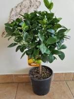 Апельсиновое дерево домашнее Аджарский Бессемянный (70-80см/D21/Штамбовая)