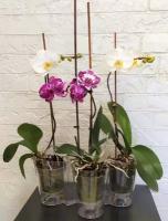 Азалия кашпо для орхидей тройное прозрачный/2 1 шт