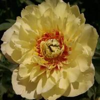 Пион Ито Бордер Чарм (Paeonia Itoh) Саженец/20-30 см./2 года/3л/Закрытая (ЗКС)