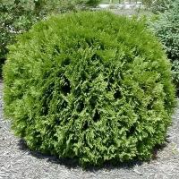 Туя Западная Глобоза Ауреа (Thuja occidentalis) Саженец/5-10 см./1 год/р9/Закрытая (ЗКС)