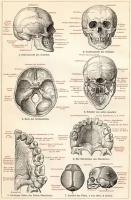 Плакат, постер на бумаге анатомический, медицинский принт. Строение человека. Череп человека. Кости. Зубы. Чепепная коробка. Размер 42 х 60 см
