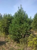 Сосна обыкновенная Экстра | Pinus sylvestris extra - Копанный - 250-300 (см) - mDb - 2 шт. в комлекте