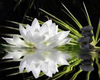 Фотообои Крупный белый цветок на черном фоне 275x346 (ВхШ), бесшовные, флизелиновые, MasterFresok арт 4-035