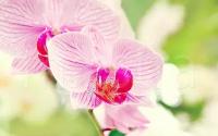 Фотообои Нежный цветок орхидеи 275x440 (ВхШ), бесшовные, флизелиновые, MasterFresok арт 3-195