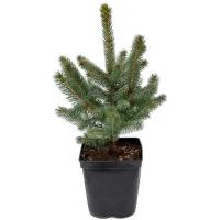 Ель голубая picea pungens (P5)