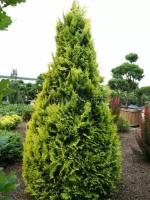 Туя Западная Санкист (Thuja occidentalis) Саженец/5-10 см./1 год/р9/Закрытая (ЗКС)