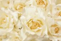 Фотообои Белые розы на стену 275x413 (ВхШ), бесшовные, флизелиновые, MasterFresok арт 9-105