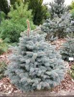 Ель колючая Глаука Мисти Блю | Picea pungens Glauca Misty Blue - Копанный - 50 - 100 (см) - 3 шт. в комлекте