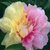 Пион Ито Лемон Дрим (Paeonia Itoh) Саженец/20-30см./2 года/3л/Закрытая (ЗКС)