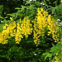 Акация Желтая Карагана древовидная (Caragana arborescens) Саженец/20-30 см./1 год/3л/Закрытая (ЗКС)