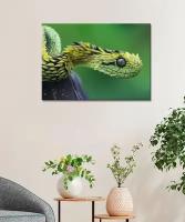 Картина - змея, крупная чешуя, яркая змея, змея на зелёном фоне, глаз змеи (81) 20х30