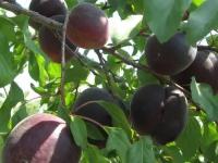 Абрикос Обыкновенный Черный принц (Prunus armeniaca) Саженец/120-140 см./2 года/10л/Закрытая (ЗКС)