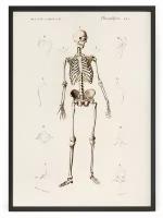 Плакат на стену иллюстрация скелета, анатомия человека, кости 70 x 50 см в тубусе