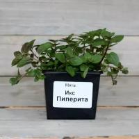 Мята перечная Piperita (Перечная)