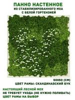 Квадратное панно из стабилизированно мха GardenGo с белой гортензией в рамке цвета скандинавский бук, 50х50см, цвет мха зеленый