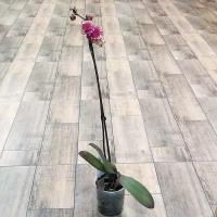 Орхидея Фаленопсис Аркс Рэй 1ств. 12*60, живое комнатное растение в горшке