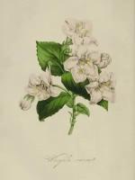 Плакат, постер на холсте Weigela Rosea/искусство/арт/абстракция/творчество. Размер 21 х 30 см