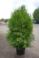 Туя Западная Брабант (Thuja occidentalis) Крупномер, Саженец/100-120 см./4 года/Закрытая (ЗКС)