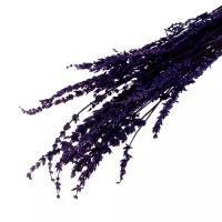 Сухоцвет «Лаванда узколистная», фиолетовый, 50 - 100 г в упаковке, микс