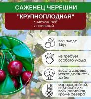 Черешня Крупноплодная