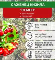 Кизил Семен