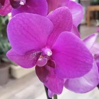 Орхидея Фаленопсис Немесис 2ств. 12*60, живое комнатное растение в горшке