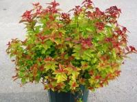 Спирея Голдфлейм Японская P9 (Spiraea japonica Goldflame) саженцы 4 шт