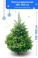 Пихта Кавказская, новогодняя живая елка, 125-150 см