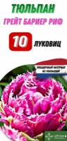 Тюльпан Грейт Бариер Риф 10луковиц, Голландия