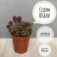 Очиток Седум Шталя sedum stahlii