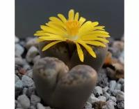 Литопсы парочка (Lithops duo) D5см