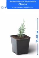 Можжевельник виргинский Glauca 10-20 см в пластиковом горшке 0,5-1 л, саженец, хвойное живое растение