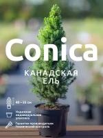 Ель канадская Коника Conica саженец C2-C3