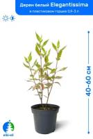 Дерен белый Элегантиссима 40-60 см в пластиковом горшке 1-3 л, саженец, лиственное живое растение