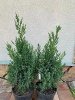 Саженец живое растение Можжевельник китайский Варигата 55-60см