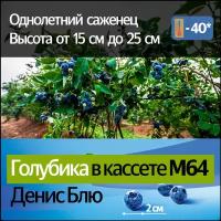 Голубика в кассете М64 Денис блю (высота от 12 до 20 см)