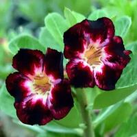 Адениум, Adenium Obesum Desert Rose BLACK CLUB, семена, цветы