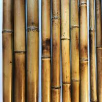 Бамбуковый ствол обожженный D 60-70мм. Длина 2.9-3м