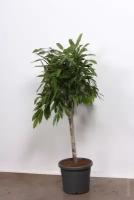 Фикус амстел кинг Ficus Amstel King (180)