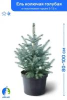 Ель колючая голубая 80-100 см в пластиковом горшке 3-7,5 л, саженец, хвойное живое растение