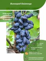 Виноград Байконур / Посадочный материал напрямую из питомника для вашего сада, огорода / Надежная и бережная упаковка