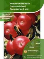 5шт / Яблоня Останкино (колоновидная) / Посадочный материал напрямую из питомника для вашего сада, огорода / Надежная и бережная упаковка