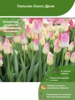 Тюльпан Свисс Дрим / Посадочный материал напрямую из питомника для вашего сада, огорода / Надежная и бережная упаковка