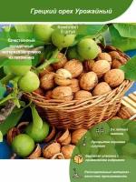 5шт / Грецкий орех Урожайный / Посадочный материал напрямую из питомника для вашего сада, огорода / Надежная и бережная упаковка