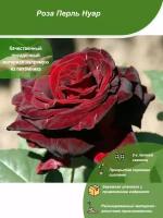 Роза Перль Нуар / Посадочный материал напрямую из питомника для вашего сада, огорода / Надежная и бережная упаковка